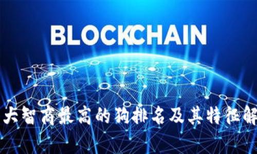 十大智商最高的狗排名及其特征解析